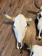Load image into Gallery viewer, Cow skulls
