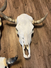 Load image into Gallery viewer, Cow skulls
